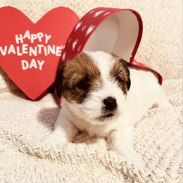 Fuchsia - White and tan female Russell Terrier puppy in Burns, Tennessee from Terrier Town of Tennessee