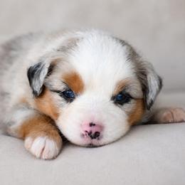 Cheyenne - Blue merle female Miniature Australian Shepherd puppy in Lowgap, North Carolina from Baileys Mini Aussies
