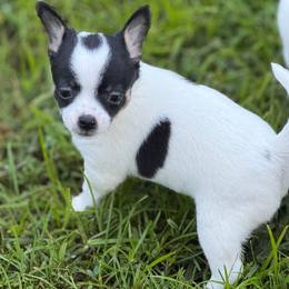 Annie - Black and white female Chihuahua puppy in Amity, Pennsylvania from Rhoda and Verna