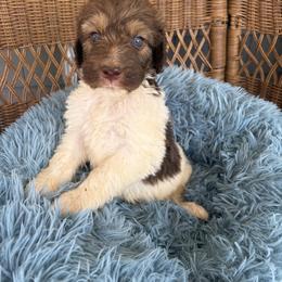 Oliver - Tri-color male Bernedoodle puppy in Rochester, Massachusetts from Harmony Hill Doodles