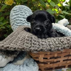 Kura (coated M) - Slate male Xoloitzcuintli puppy in Atwater, California from Cen Cal Xoloitzcuintle