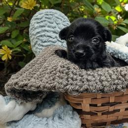 Kura (coated M) - Slate male Xoloitzcuintli puppy in Atwater, California from Cen Cal Xoloitzcuintle