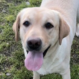 Mandy - Labrador Retriever