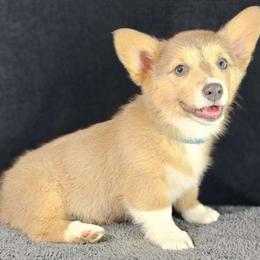 $2300 V-Day special Star ✨ - Pembroke Welsh Corgi puppy from Top-Notch Paws