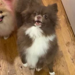 Tambourgini - Pomeranian