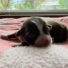 Girl one - Red & white female Miniature Australian Shepherd puppy in Oroville, Washington from High Mountain Aussies