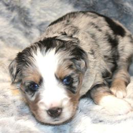 Rain - Blue merle female Miniature Australian Shepherd puppy in Ionia, Iowa from Sapphire Stables