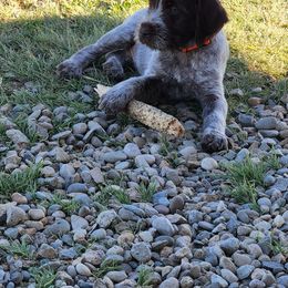Wirehaired Pointing Griffon Puppies from Idaho Wirehaired Pointing Griffons