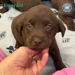 Emerald - Chocolate male Labrador Retriever puppy in Elloree, South Carolina from Moonlight Kennels LLC