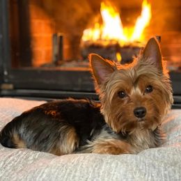 Yorkshire Terrier Puppies from Jill Brown