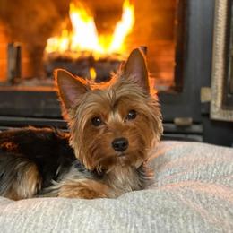 Yorkshire Terrier Puppies from Jill Brown
