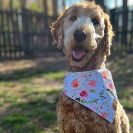 Maggie - Labradoodle