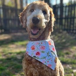 Maggie - Labradoodle