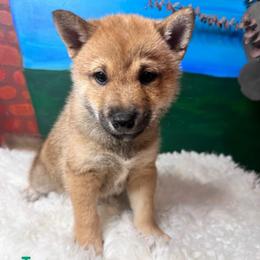 Isaac - lime green collar - Red male Shiba Inu puppy in Inverness, Florida from Shore Thing Shiba’s