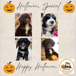 Bernedoodle Puppies from Orlando Bernedoodles