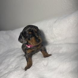 Dachshund Puppies from K9 Royal Club