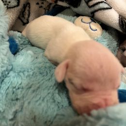 Boxer Puppies from Teressa's Boxers