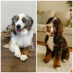 Double Doodle puppies from Over the Moon Poodles and Doodles