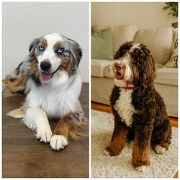 Double Doodle puppies from Over the Moon Poodles and Doodles