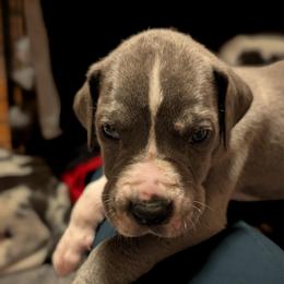 Hukwa - Blue and white male Great Dane puppy in Marlow, New Hampshire from Fox Hill Danes
