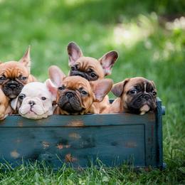 French Bulldogs from Windy Ridge French Bulldogs