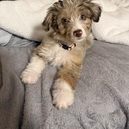 Apple - Red merle female Australian Shepherd puppy in Columbia Falls, Montana from Firefly Horse Co Wellness Retreat Center