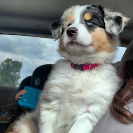 Australian Shepherd Puppies from Wild Meadow’s Aussies
