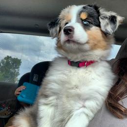 Australian Shepherd Puppies from Wild Meadow’s Aussies
