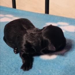 Speck - Black and white male Shichon puppy in Imperial, Missouri from Shichon Teddybear  puppies of Miss