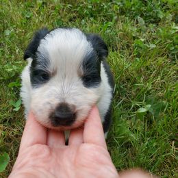 Black and white - Black and white female Border Collie puppy in Chester, Vermont from Countryside Border Collies