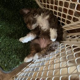Aussiedoodle Puppies from Creek Bend Farm