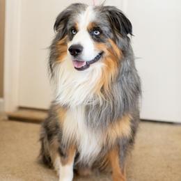 Topaz - Blue merle male Miniature American Shepherd puppy in Tonopah, Arizona from King's Miniature American Shepherds