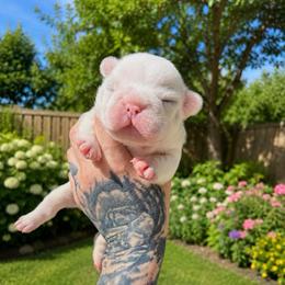 Chanel - Cream female French Bulldog puppy in Hemlock, Michigan from Top Billin' Frenchies, LLC