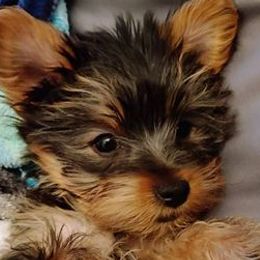 Yorkshire Terriers from Yorkies of the Midwest