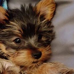 Yorkshire Terriers from Yorkies of the Midwest