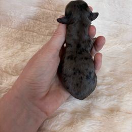 Halloweenie - Black and tan female Dachshund puppy in Osage, Oklahoma from Vandruff Creek Mini Dachshunds