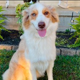 Peal - Australian Shepherd