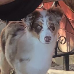 Kelly - Australian Shepherd