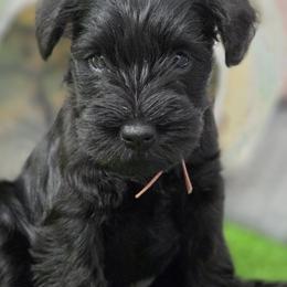 Miniature Schnauzer Puppies from Kateryna's Miniature Schnauzers