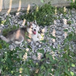 Velvet - Blue female Pomsky puppy in Bucyrus, Missouri from Hill Top Pomskies
