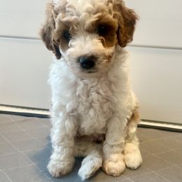 Baby Boy A - Blenheim male Cavapoo puppy in Auburn, Indiana from Family Raised Mini Cavapoos