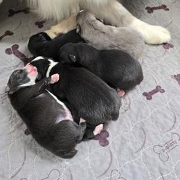 Aquafina - Black & white female Miniature Australian Shepherd puppy in Dowagiac, Michigan from Wrightway Wigglebutts