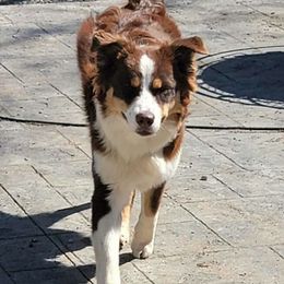 Australian Shepherd Puppies from Peacock’s Pride Australian Shepherds