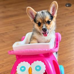Panda - Blue merle and white female American Corgi puppy in Missouri from Country Legends Aussies & Corgis