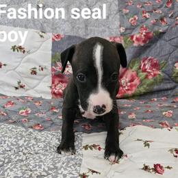Fashion seal boy - Seal male Italian Greyhound puppy in Phillips, Maine from Maplewood Italian Greyhounds