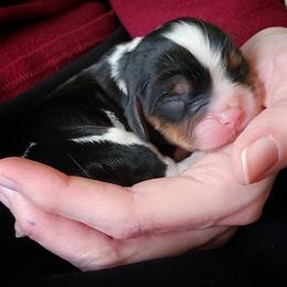 Buster - Tri-color male Cavalier King Charles Spaniel puppy in Salisbury, North Carolina from Nanny Bugs Pups