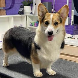 Josie - Pembroke Welsh Corgi