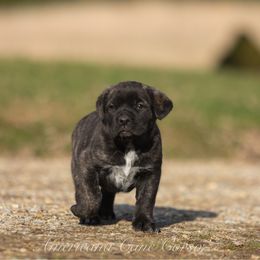 Juno - Black brindle female Cane Corso puppy in Cable, Ohio from Americana Cane Corso