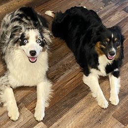 Miniature Australian Shepherds from Little Creek Kennels