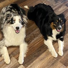 Miniature Australian Shepherds from Little Creek Kennels